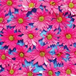 The Austerity Program : Black Madonna